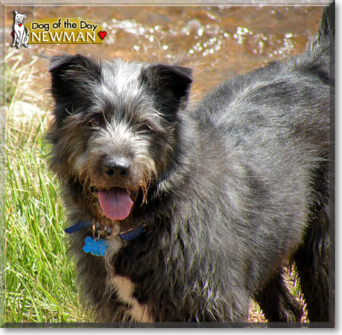 Newman, the Dog of the Day Newman, the Dog of the Day