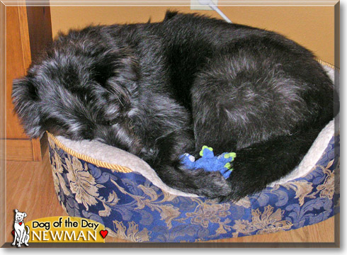 Newman, the Dog of the Day Newman, the Dog of the Day