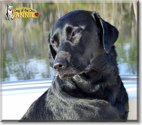 Annie, the Dog of the Day