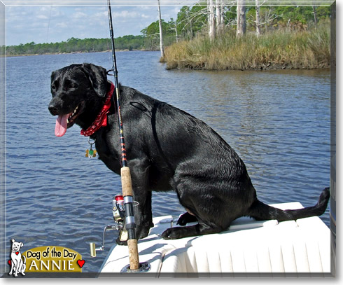 Annie, the Dog of the Day