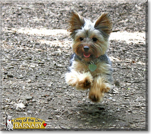 Barnaby, the Dog of the Day Barnaby, the Dog of the Day