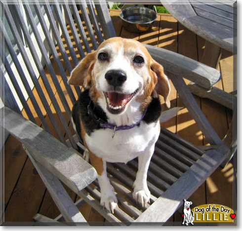 Lillie, the Dog of the Day Lillie, the Dog of the Day