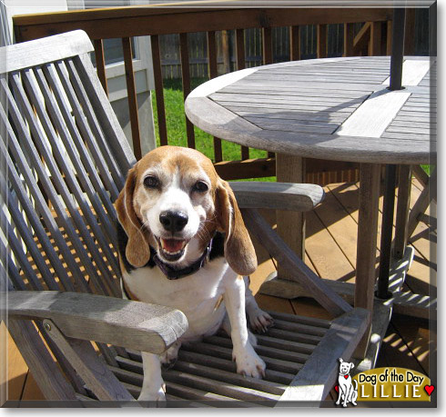 Lillie, the Dog of the Day Lillie, the Dog of the Day