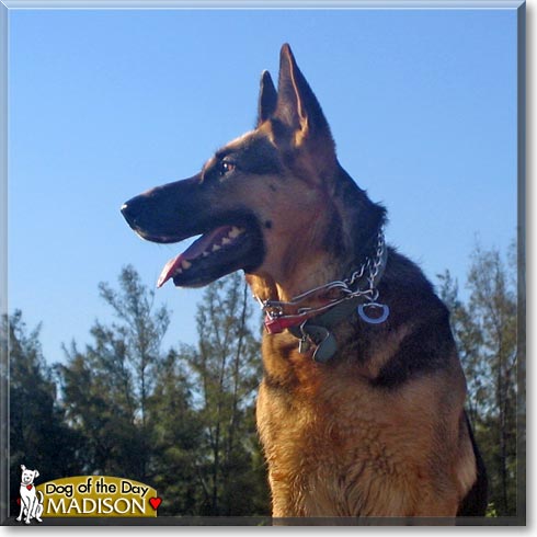 Madison, the Dog of the Day