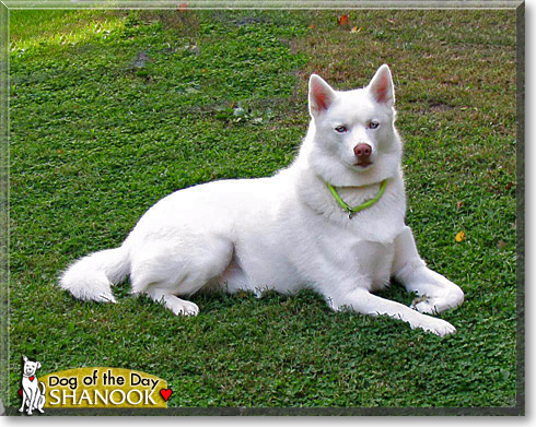 Shanook, the Dog of the Day
