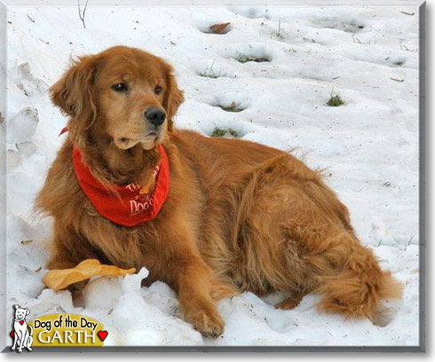 Garth, the Dog of the Day