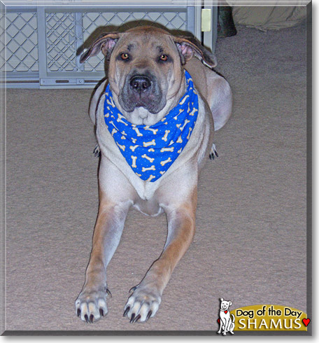 Shamus, the Dog of the Day Shamus, the Dog of the Day