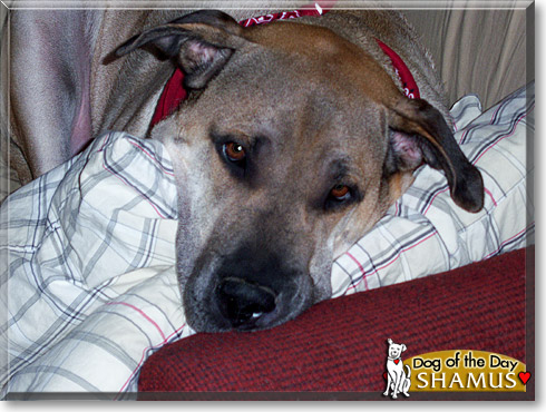 Sushi, the Dog of the Day Sushi, the Dog of the Day