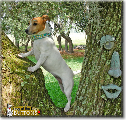 Buttons, the Dog of the Day Buttons, the Dog of the Day