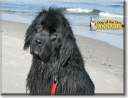 Annabel Lee, the Dog of the Day
