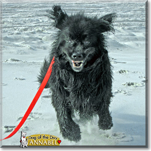 Annabel Lee, the Dog of the Day