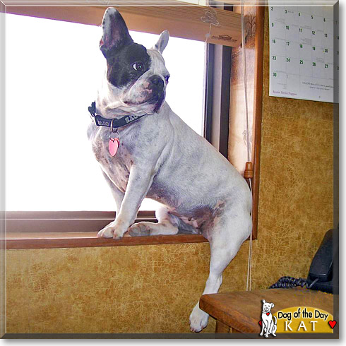 Kat, the Dog of the Day