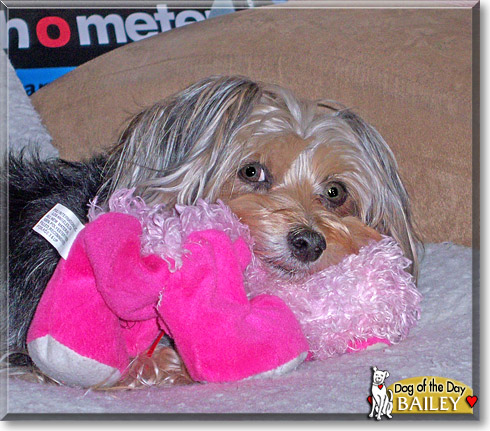 Bailey, the Dog of the Day