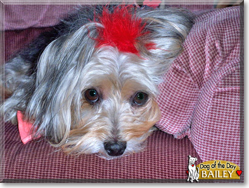 Bailey, the Dog of the Day