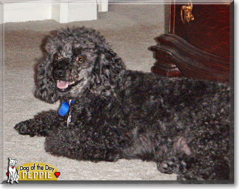 Peppie, the Dog of the Day Peppie, the Dog of the Day