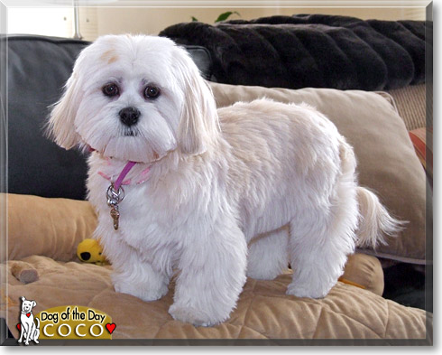 Coco, the Dog of the Day