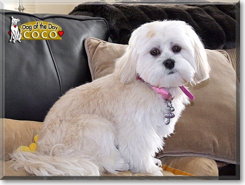 Coco, the Dog of the Day