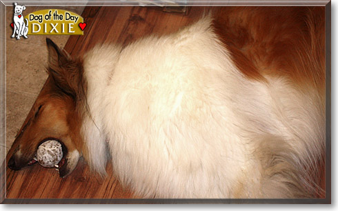 Dixie, the Dog of the Day