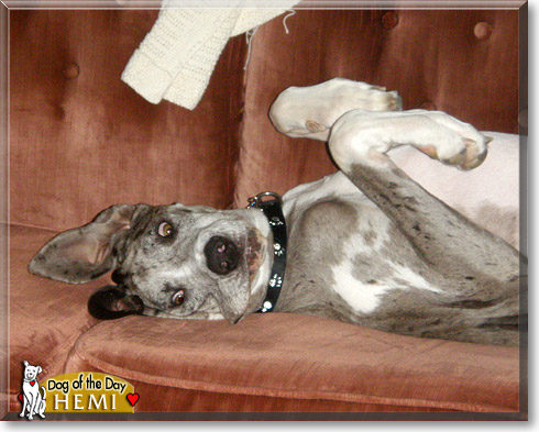 Hemi, the Dog of the Day