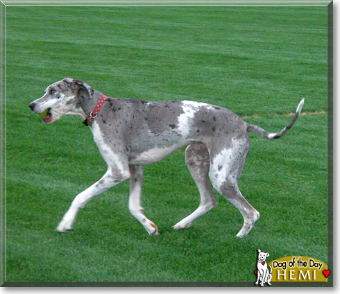 Hemi, the Dog of the Day