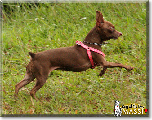 Massi, the Dog of the Day