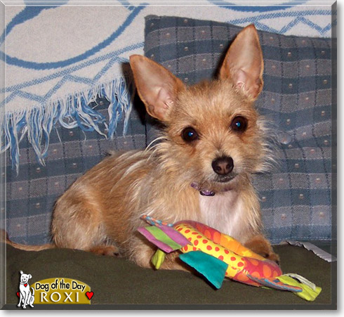 Roxi, the Dog of the Day Roxi, the Dog of the Day