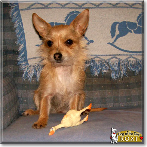 Roxi, the Dog of the Day Roxi, the Dog of the Day