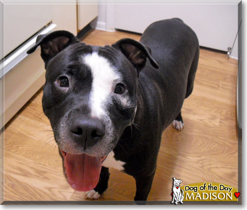 Madison, the Dog of the Day Madison, the Dog of the Day