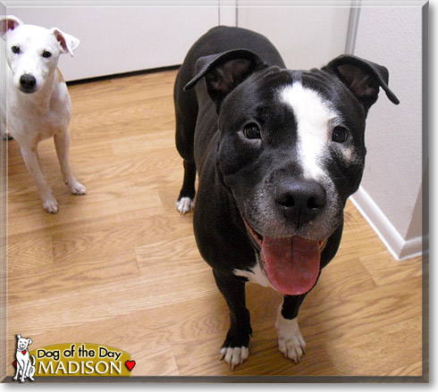 Madison, the Dog of the Day Madison, the Dog of the Day