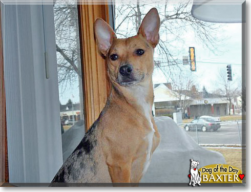 Baxter, the Dog of the Day