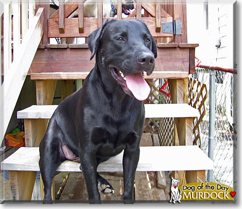 Murdock, the Dog of the Day