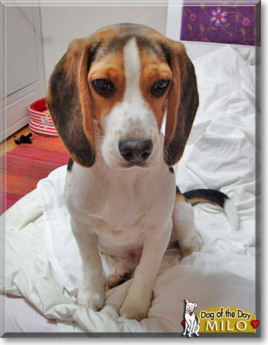 Milo, the Dog of the Day Milo, the Dog of the Day