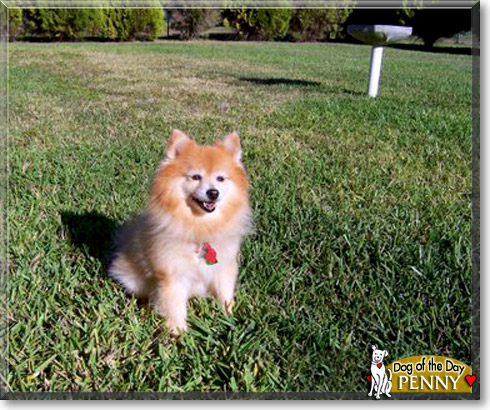 Penny, the Dog of the Day Penny, the Dog of the Day