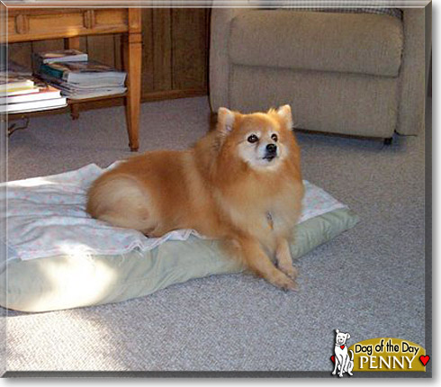Penny, the Dog of the Day Penny, the Dog of the Day