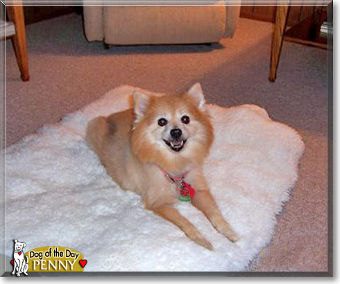Penny, the Dog of the Day Penny, the Dog of the Day