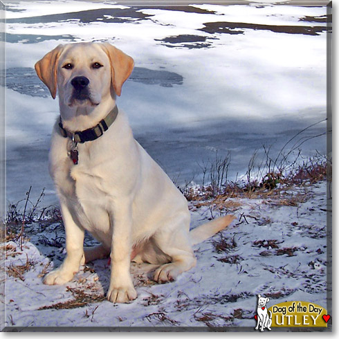 Utley, the Dog of the Day Utley, the Dog of the Day