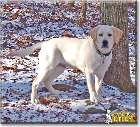 Utley, the Dog of the Day Utley, the Dog of the Day