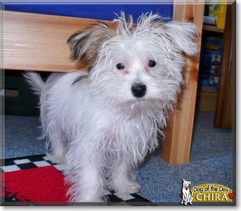 Chira, the Dog of the Day