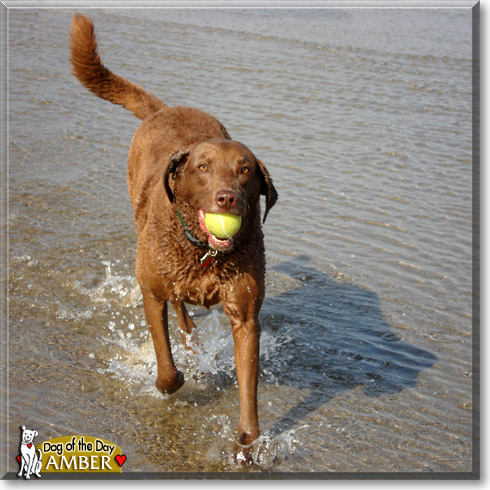 Amber, the Dog of the Day