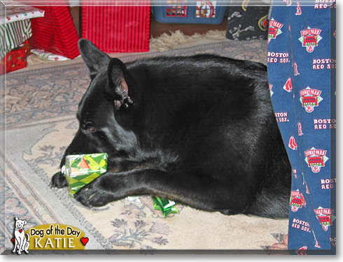 Katie, the Dog of the Day Katie, the Dog of the Day