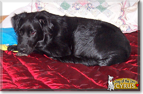 Cyrus, the Dog of the Day Cyrus, the Dog of the Day