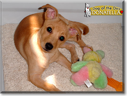 Donatella, the Dog of the Day