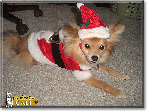 Cali, the Dog of the Day Cali, the Dog of the Day
