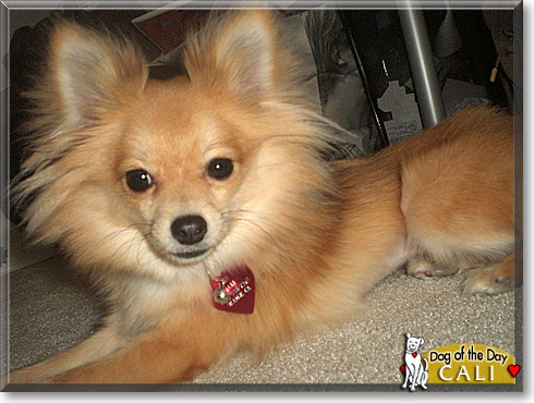 Cali, the Dog of the Day Cali, the Dog of the Day