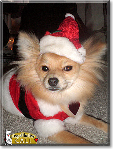 Cali, the Dog of the Day Cali, the Dog of the Day