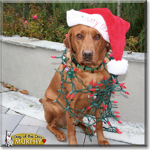 Murphy, the Dog of the Day
