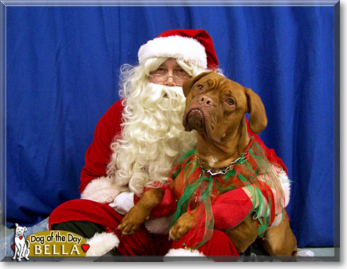 Bella, the Dog of the Day