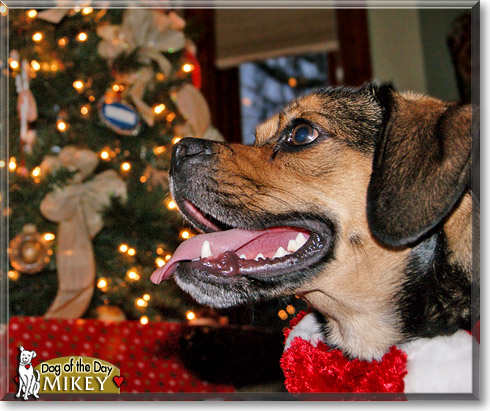 Mikey, the Dog of the Day