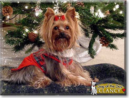 Clancy, the Dog of the Day