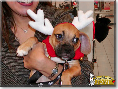 Jovi, the Dog of the Day
